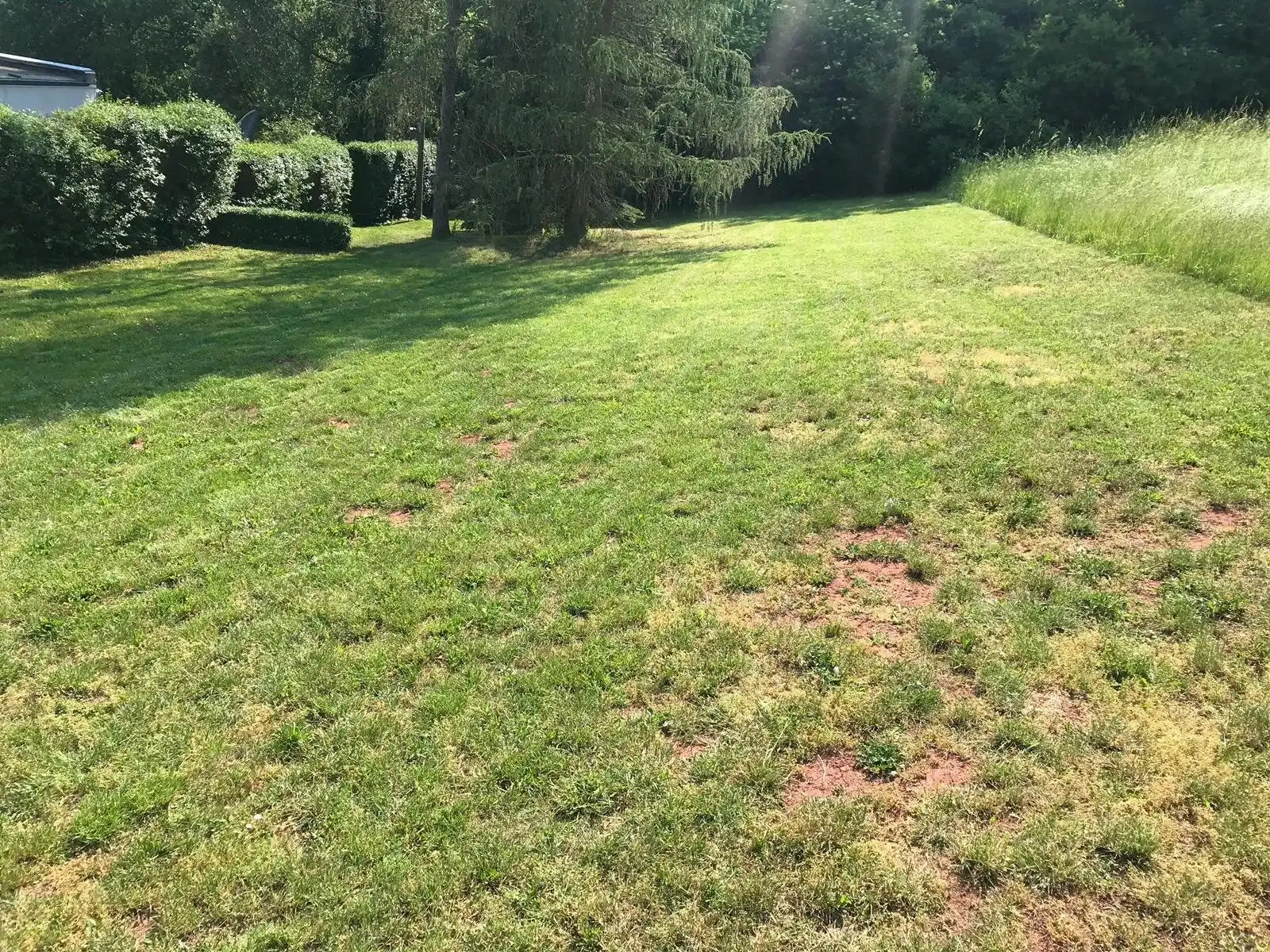 Gras